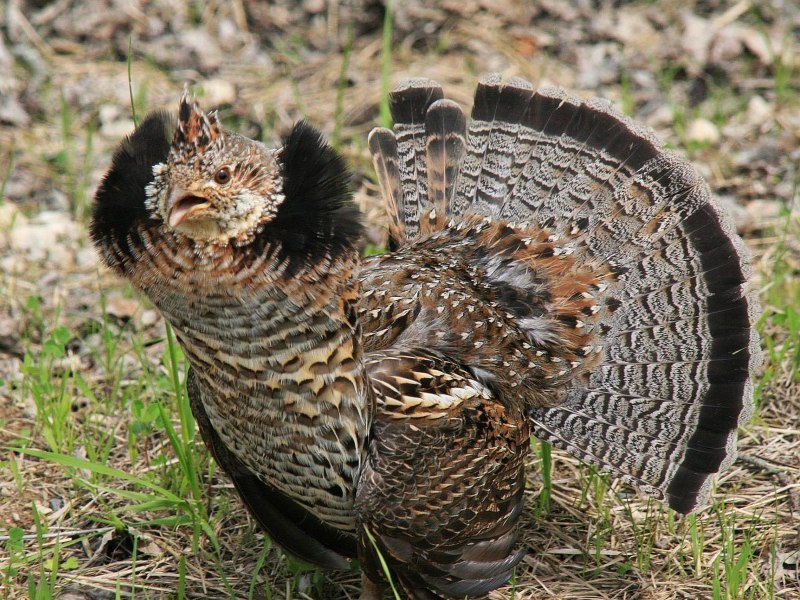 Bonasa umbellus