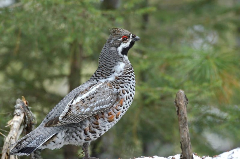 Рябчик (Bonasa bonasia)