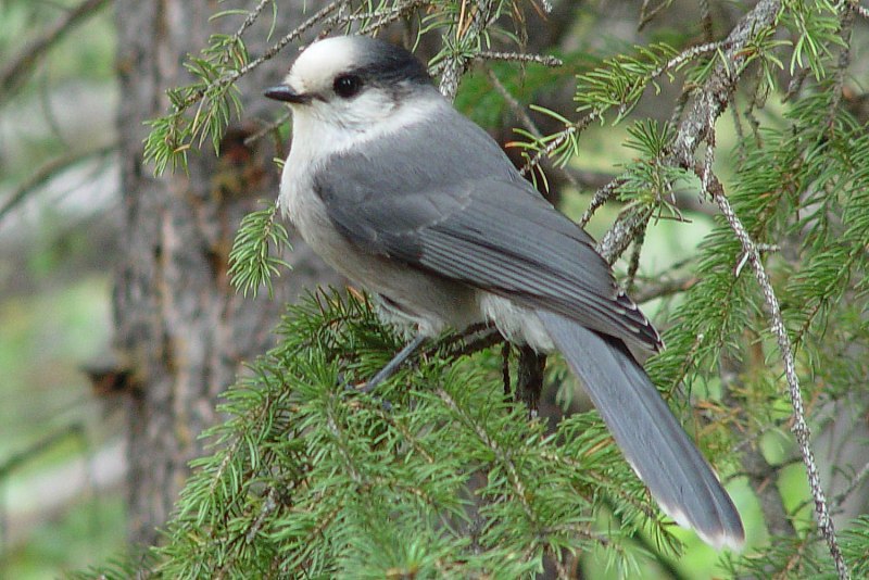 Perisoreus canadensis