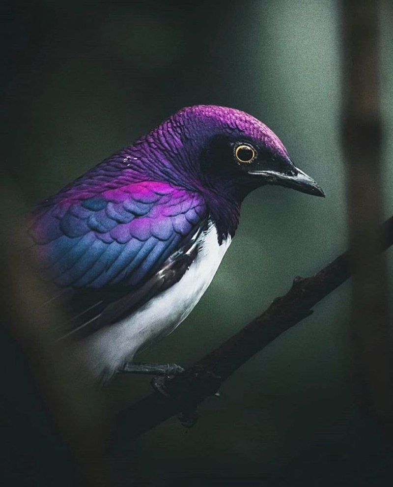 Пурпурный скворец Lamprotornis purpureus
