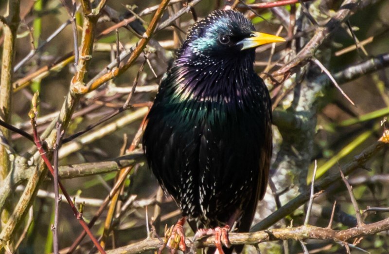 Violet backed Starling птица