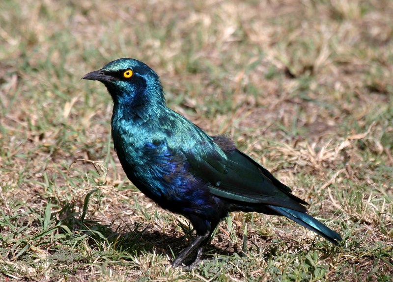 Leucogaster птица