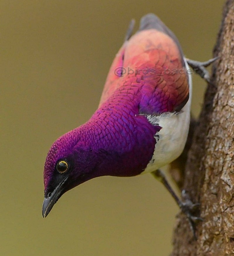 Violet backed Starling