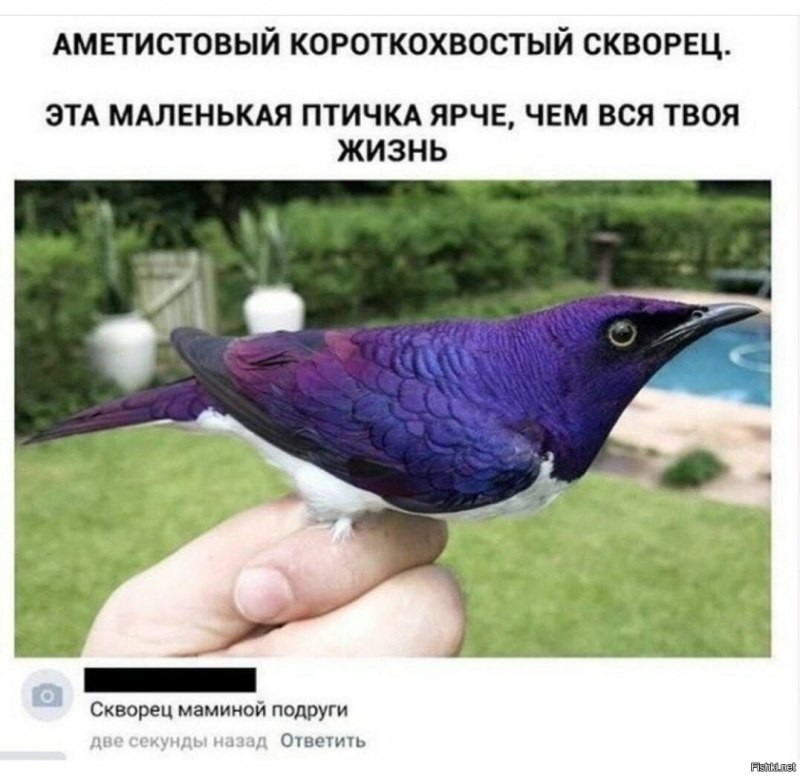 Аметистовый скворец чучело