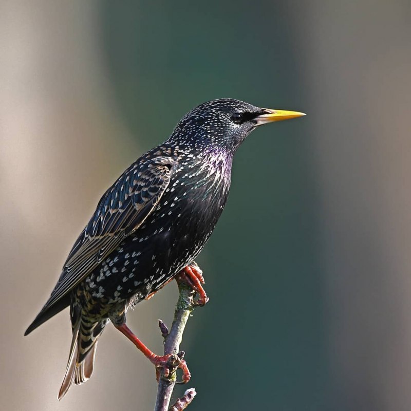 Violet backed Starling птица