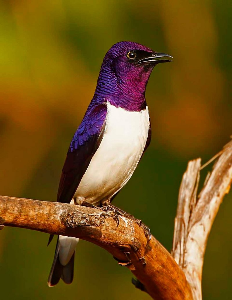 Glossy Starling птица