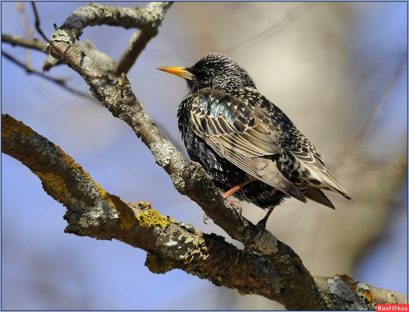 Lamprotornis chalybaeus