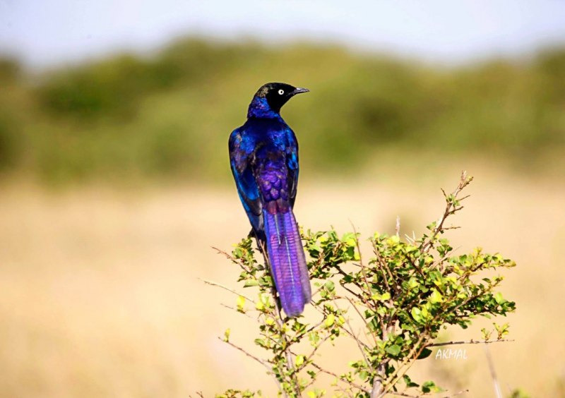 Lamprotornis purpuropterus