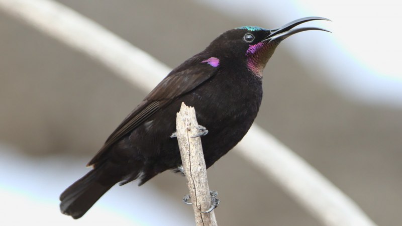 Lamprotornis purpureus