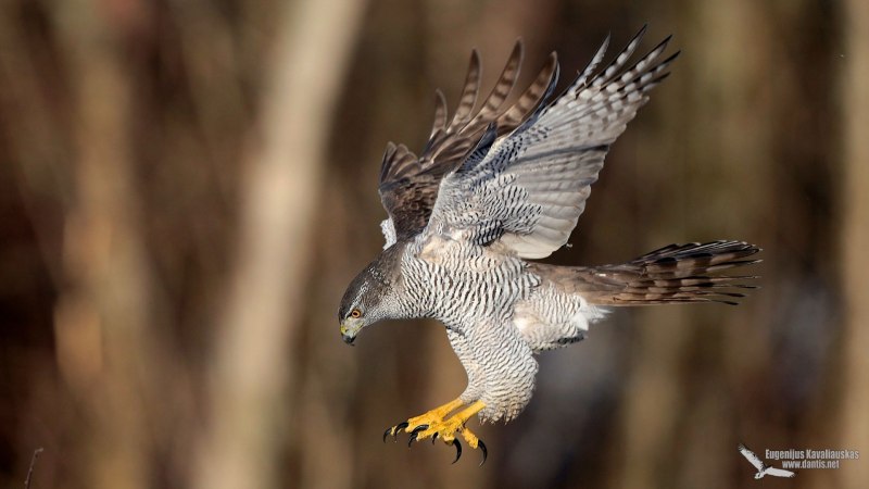 Тетеревятник (Accipiter gentilis)