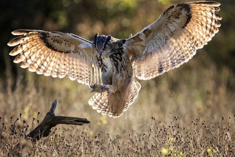 Eurasian Eagle Owl