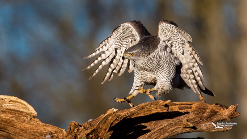 Тетеревятник (Accipiter gentilis)