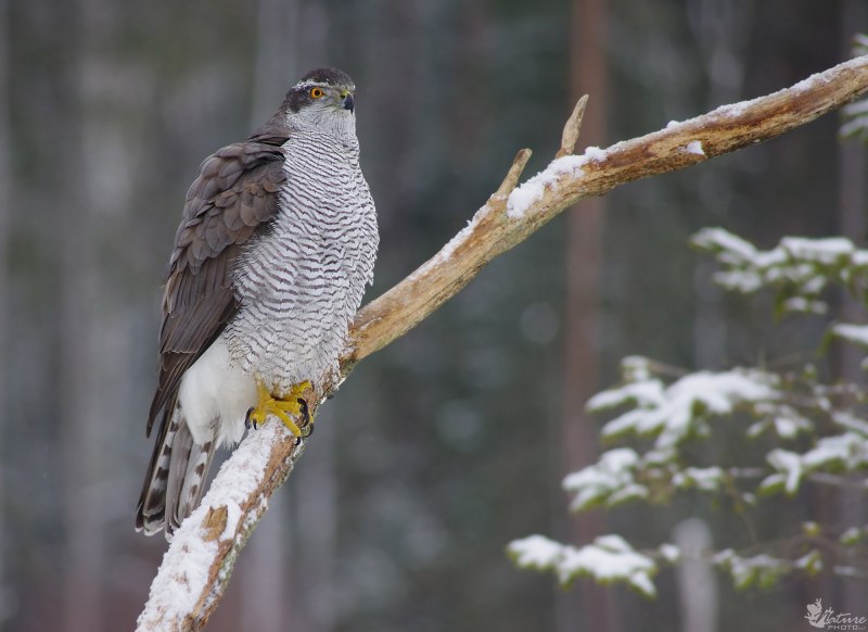 Тетеревятник (Accipiter gentilis)