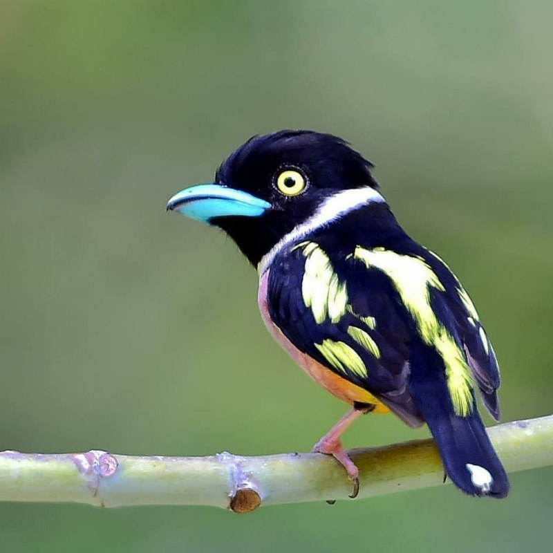Corydon sumatranus