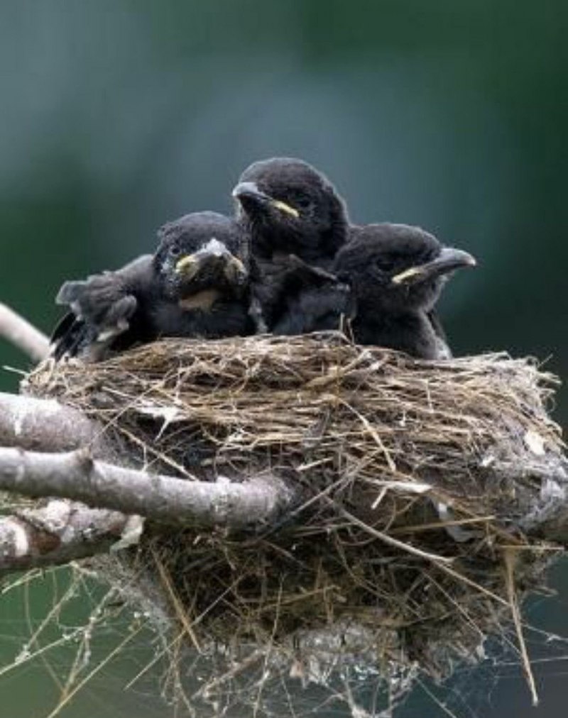 Волшебная пора: птицы выводят потомство. Наблюдения и фото