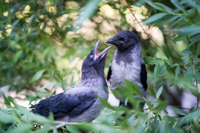 Corvus frugilegus птенцы