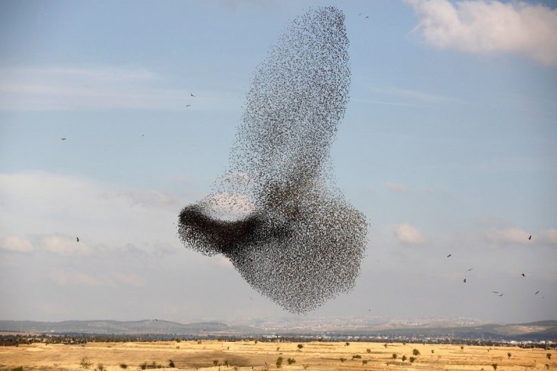 Starling flock