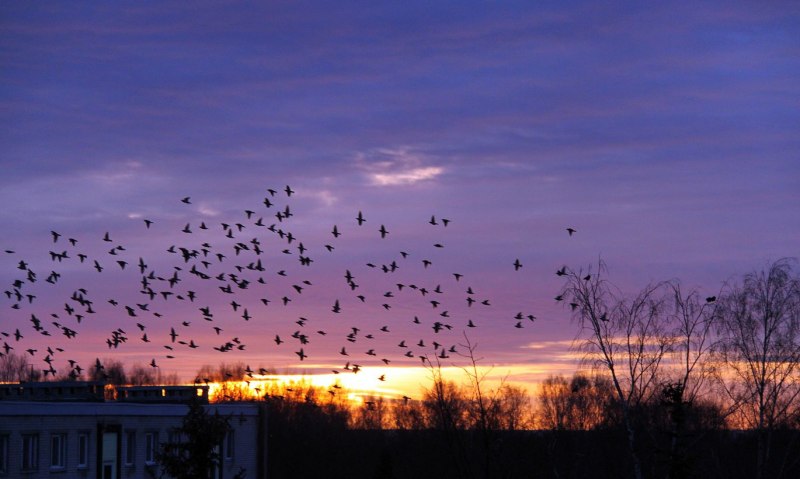 Снимки flock