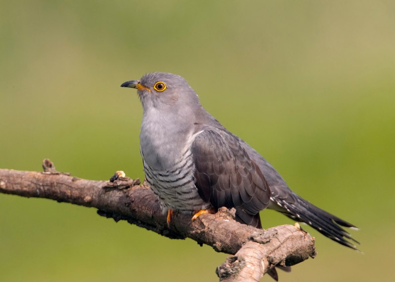 Птица Cuculus canorus