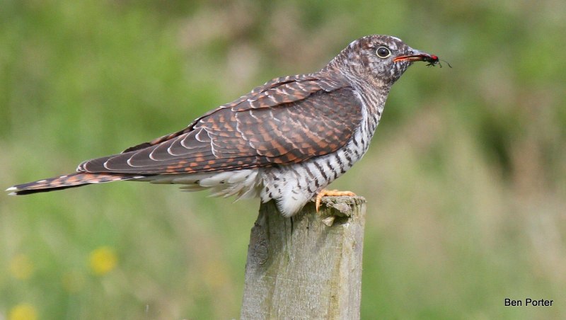 Птица Cuculus canorus