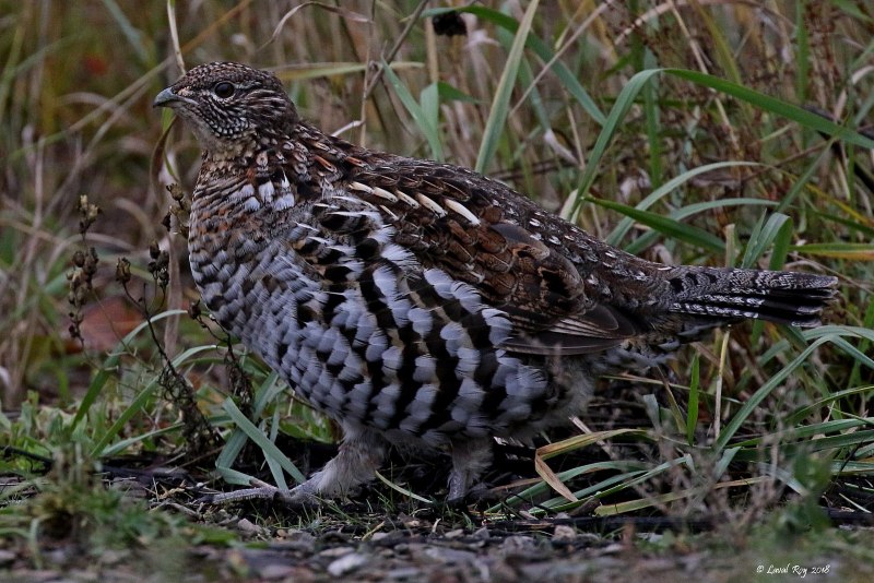 Серая куропатка (Perdix Perdix)