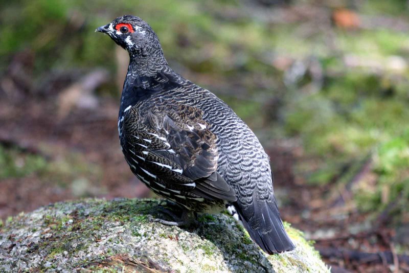 Рябчик Tetrastes bonasia