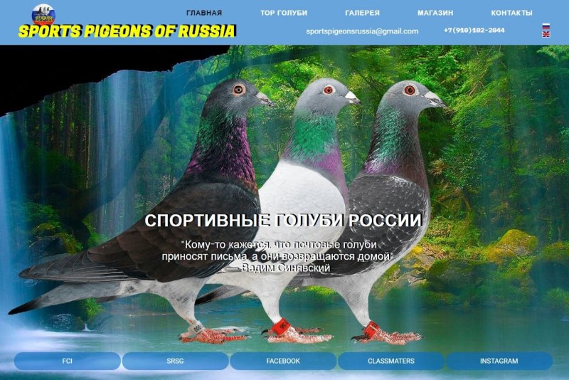 Дорогой голубь в мире