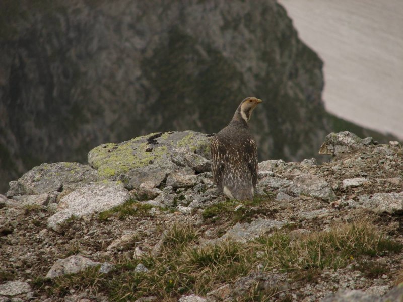 Himalayan Snowcock