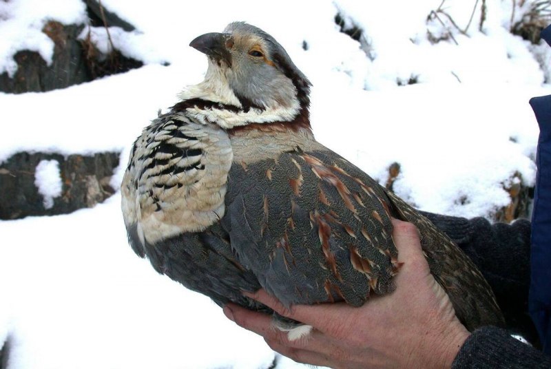 Киргизский улар