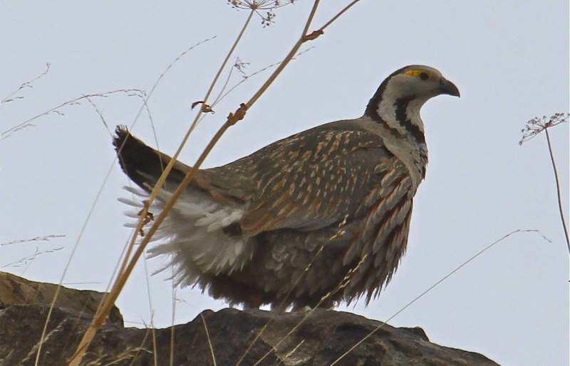 Кавказский улар