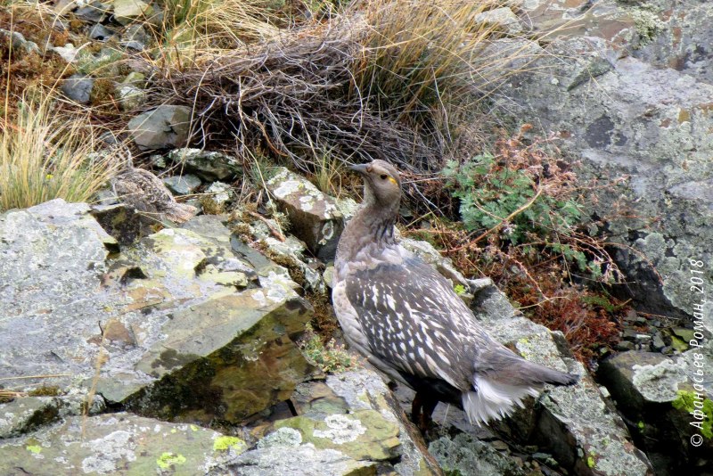 Кавказский улар (Tetraogallus caucasicus)