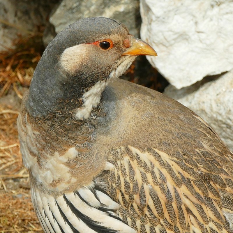 Гималайский улар