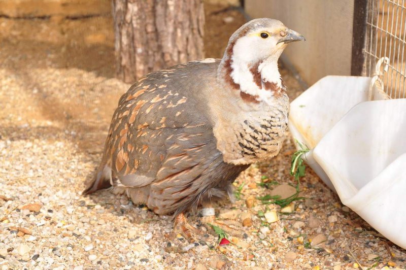 Кавказский улар (Tetraogallus caucasicus)