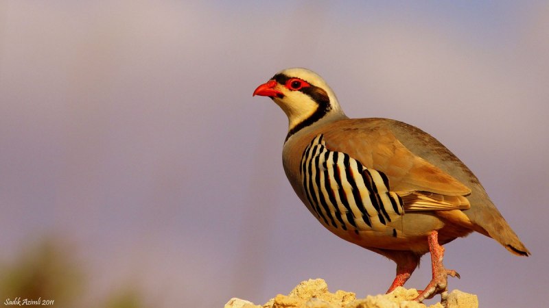 Tetraogallus altaicus