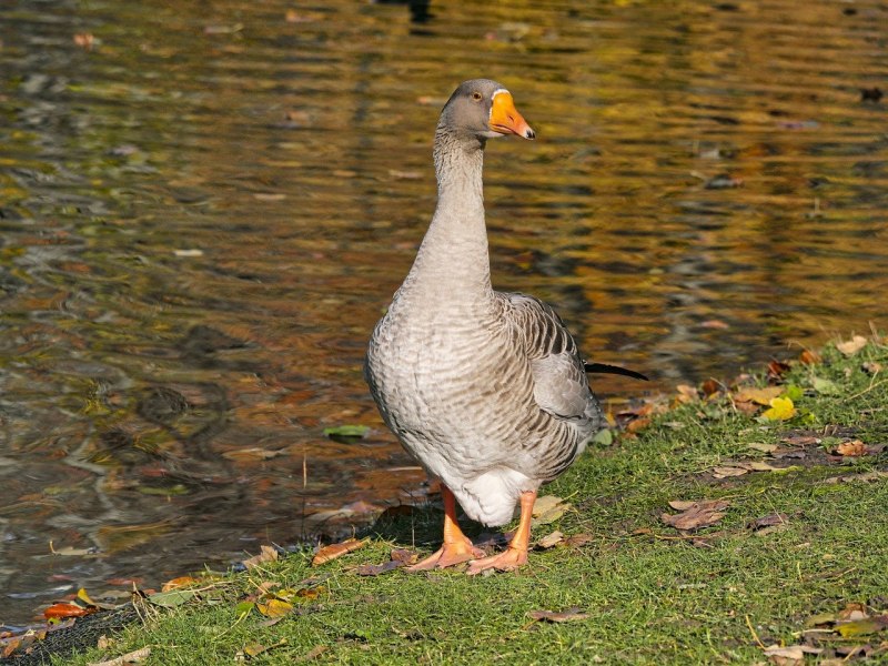 Goose Goose Duck