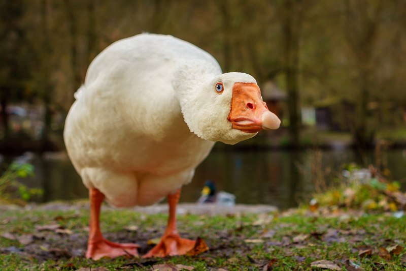 The Pink-Footed Goose (Anser brachyrhynchus)
