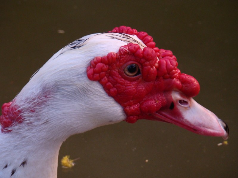 Nilgans