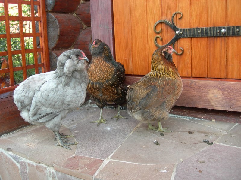 Araucana Chicken Egg Color