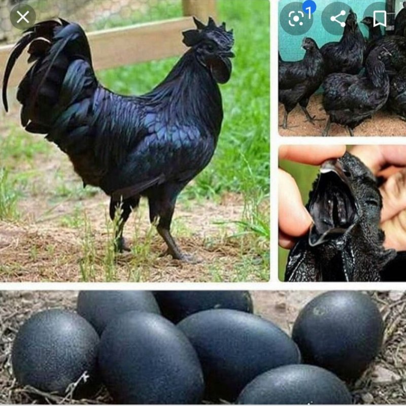 Голубые яйца Араукана