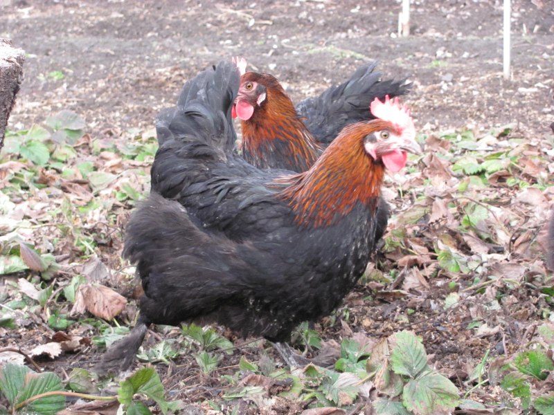 Куры породы Араукана