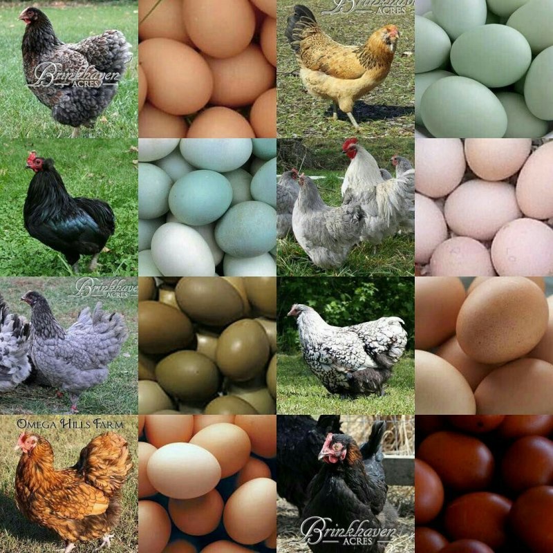 Натуральные зеленые яйца