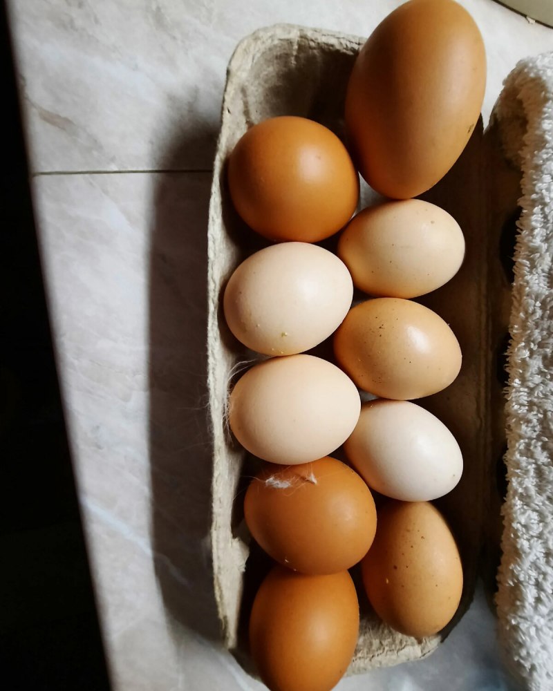 Породы кур с зелеными ногами