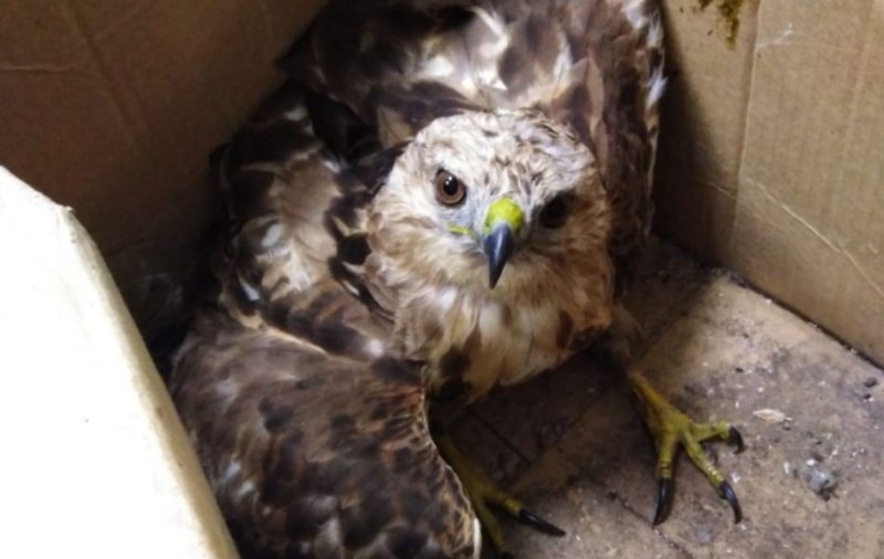 American Goshawk