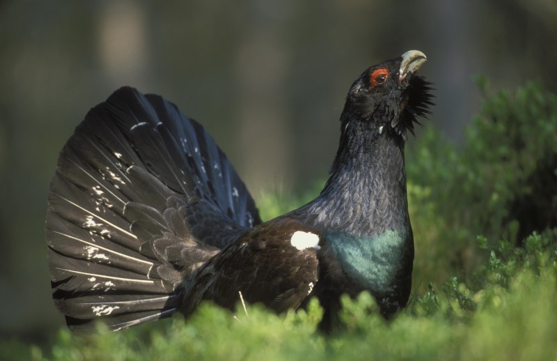 Capercaillie 1984 Cascade