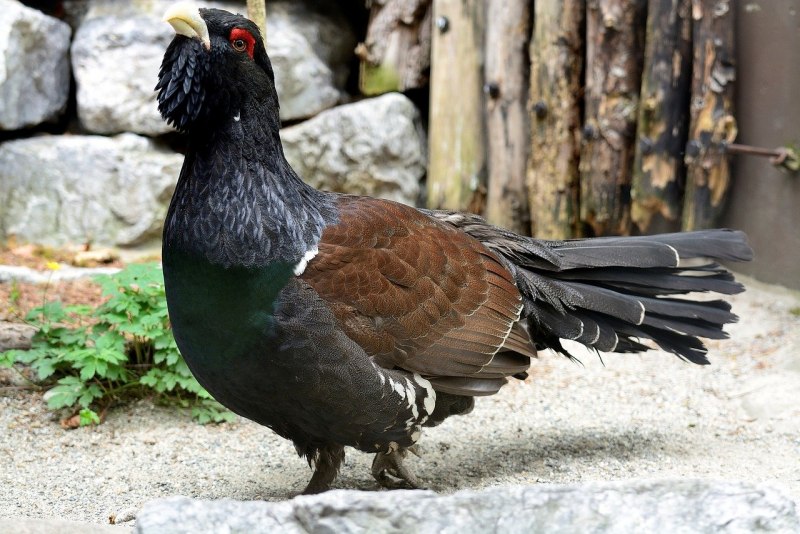 Глухарь (Tetrao urogallus)