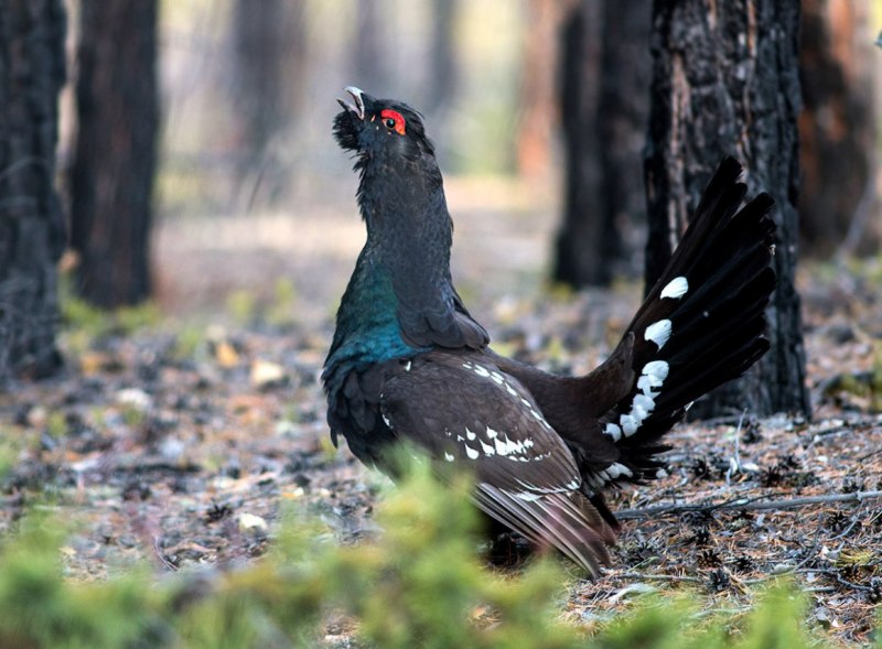 Глухарь (Tetrao urogallus)