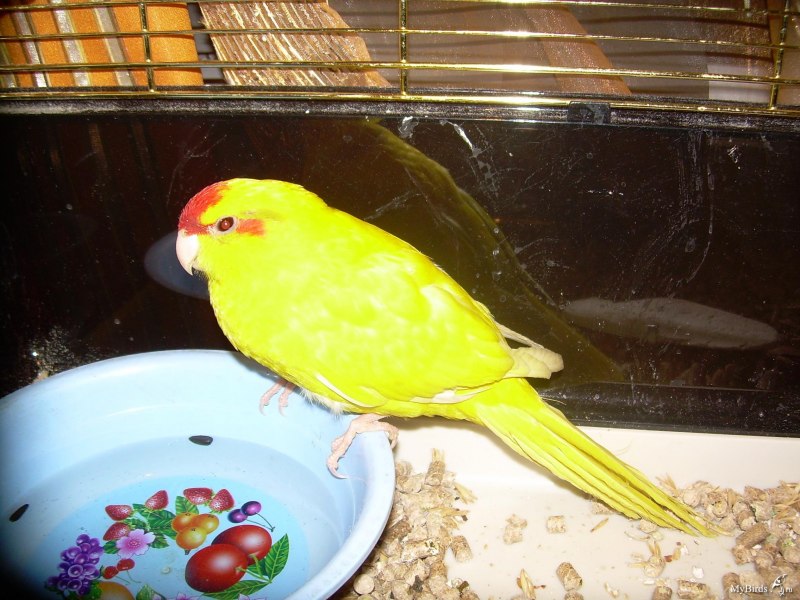 Какарик новозеландский желтый