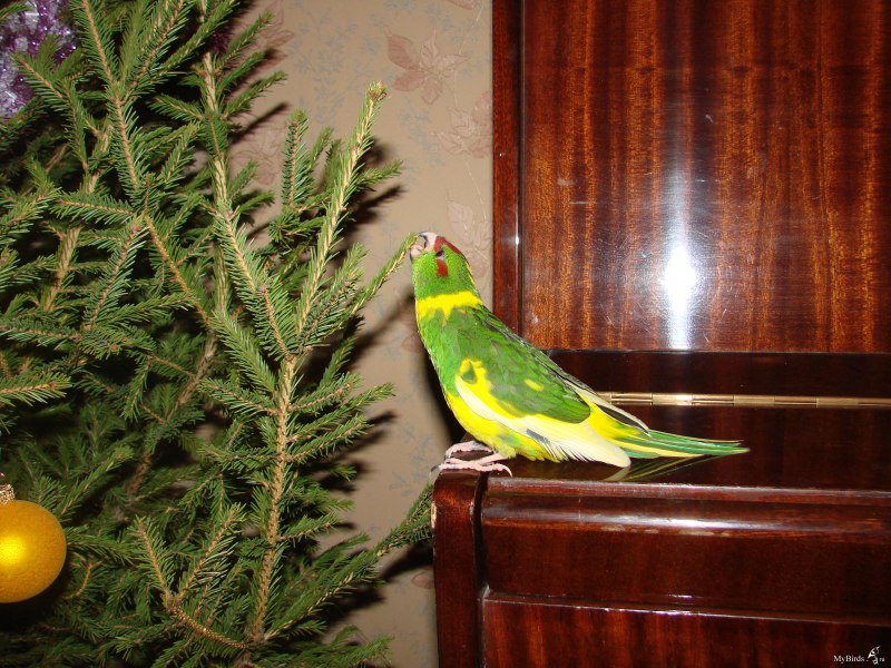 Антиподский какарик