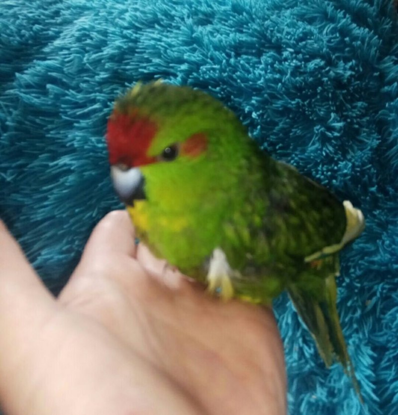 Какарик лютино
