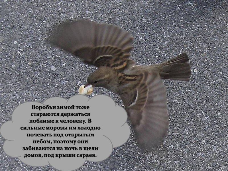 Воробей вид сверху